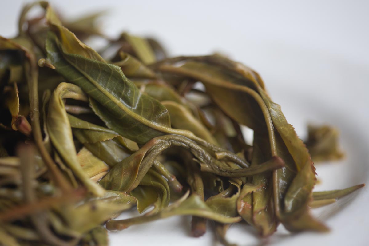 big old ass tree 2026 spring hekai raw puer 9 | BITTERLEAF TEAS