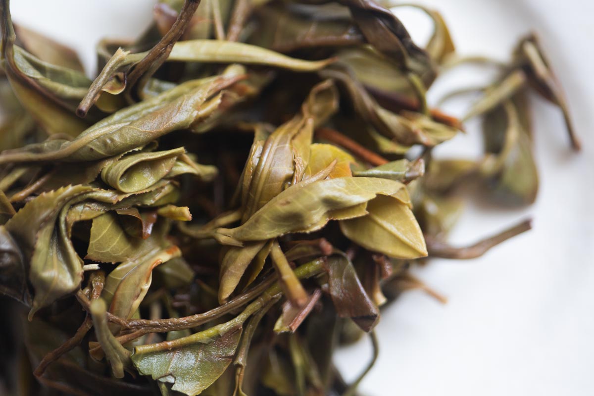 elephant on pause 2026 spring bada raw puer 5 | BITTERLEAF TEAS