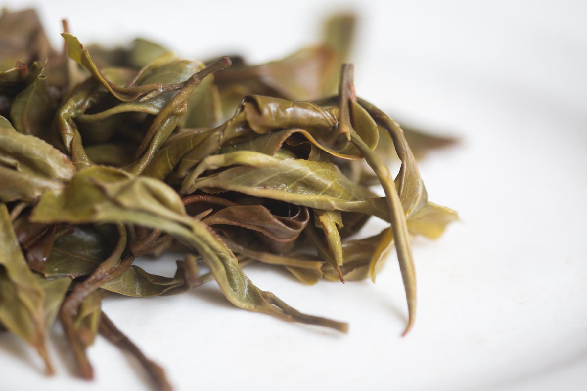 elephant on pause 2026 spring bada raw puer 9 | BITTERLEAF TEAS