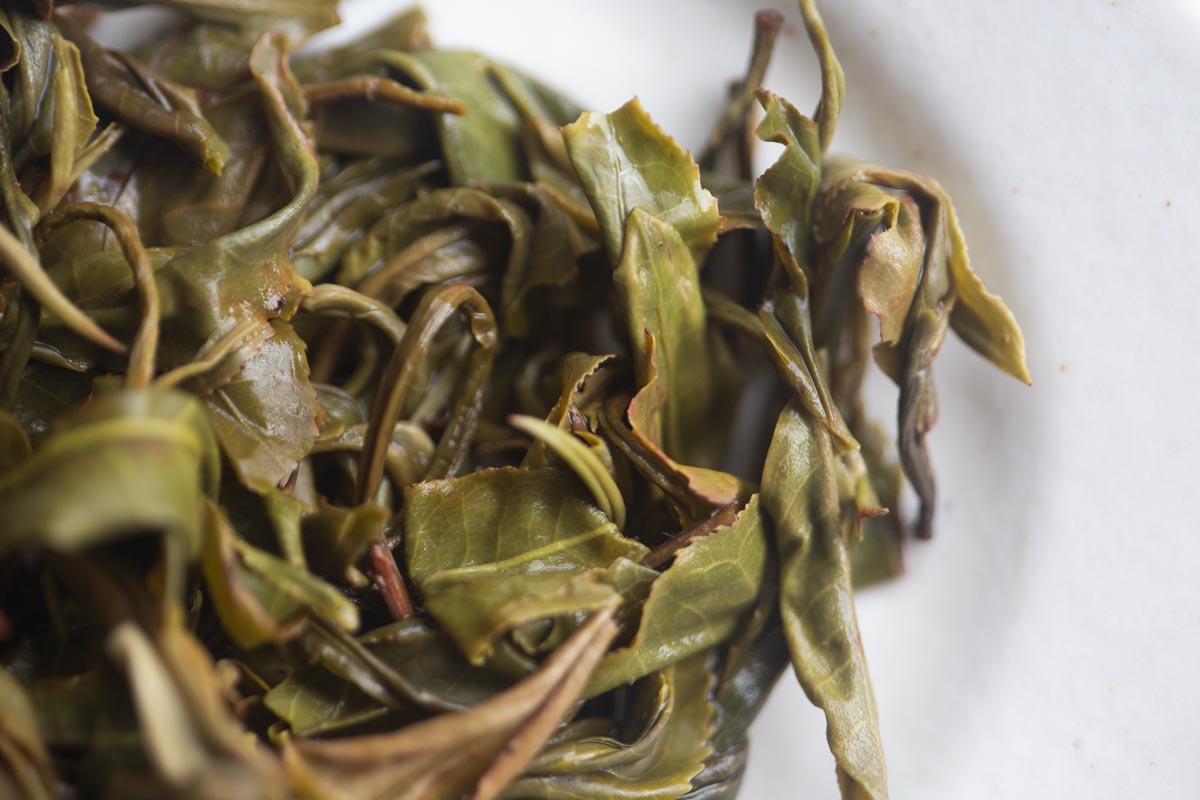 in bloom 2026 spring jingmai raw puer 5 | BITTERLEAF TEAS