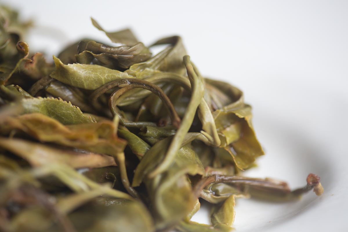 in bloom 2026 spring jingmai raw puer 9 | BITTERLEAF TEAS