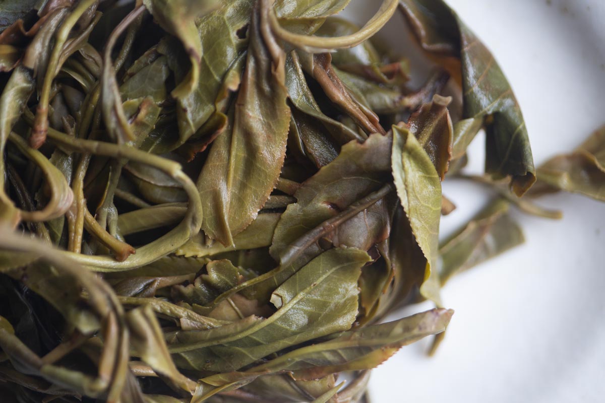 maximum joy 2026 spring yibang raw puer 5 | BITTERLEAF TEAS