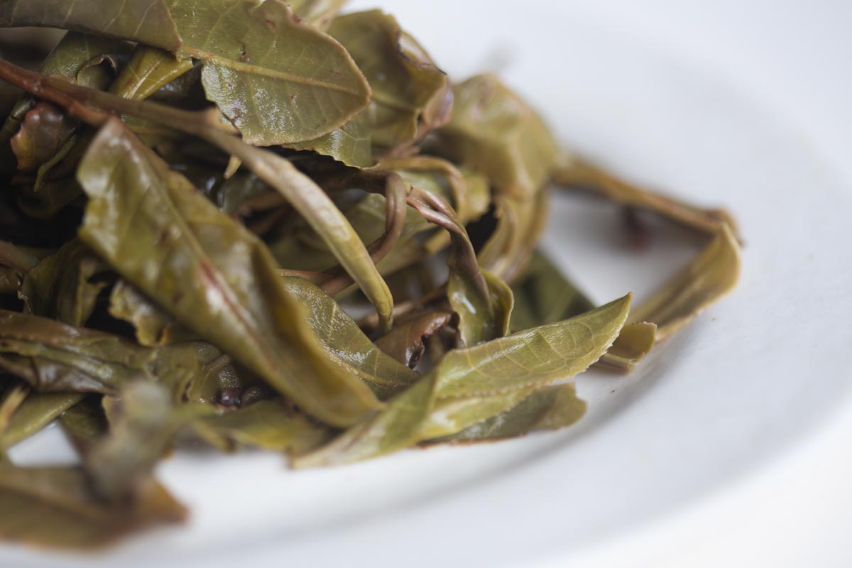 maximum joy 2026 spring yibang raw puer 9 | BITTERLEAF TEAS
