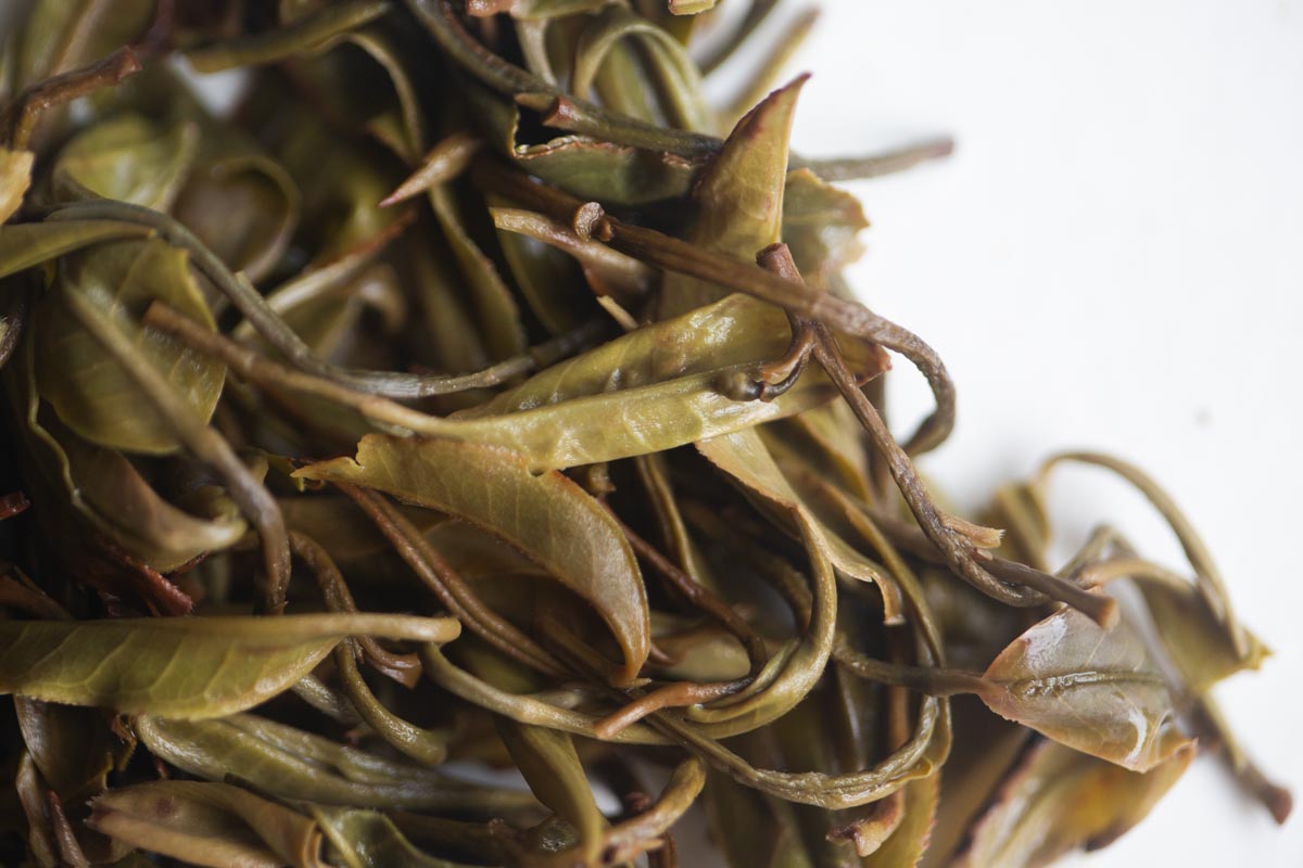 plum beauty 2026 spring mengsong organic raw puer 5 | BITTERLEAF TEAS