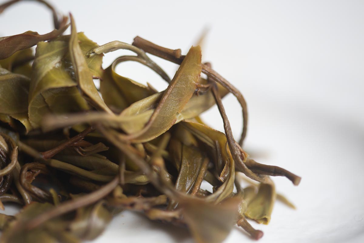 plum beauty 2026 spring mengsong organic raw puer 9 | BITTERLEAF TEAS