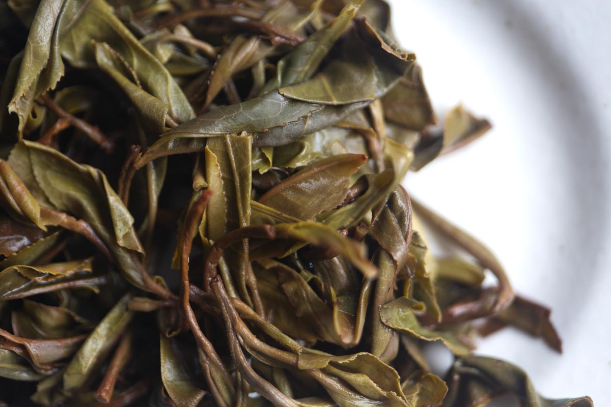 year of the horse 2026 spring yiwu raw puer 5 | BITTERLEAF TEAS