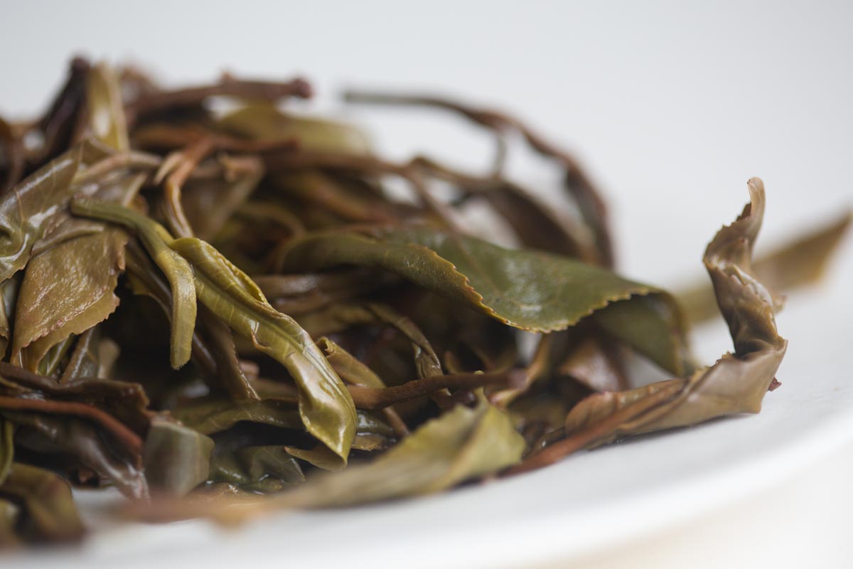 year of the horse 2026 spring yiwu raw puer 9 | BITTERLEAF TEAS