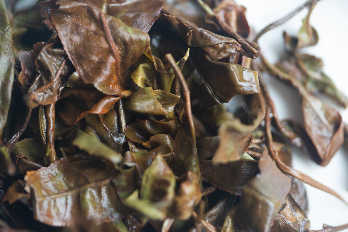 year of the horse 2026 spring yiwu white tea 5 | BITTERLEAF TEAS