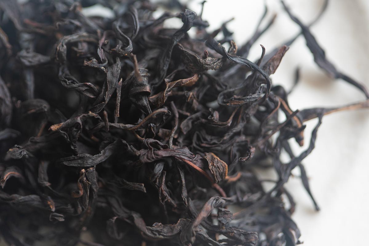 into the wild 2026 spring milan xiang dancong oolong 3 | BITTERLEAF TEAS