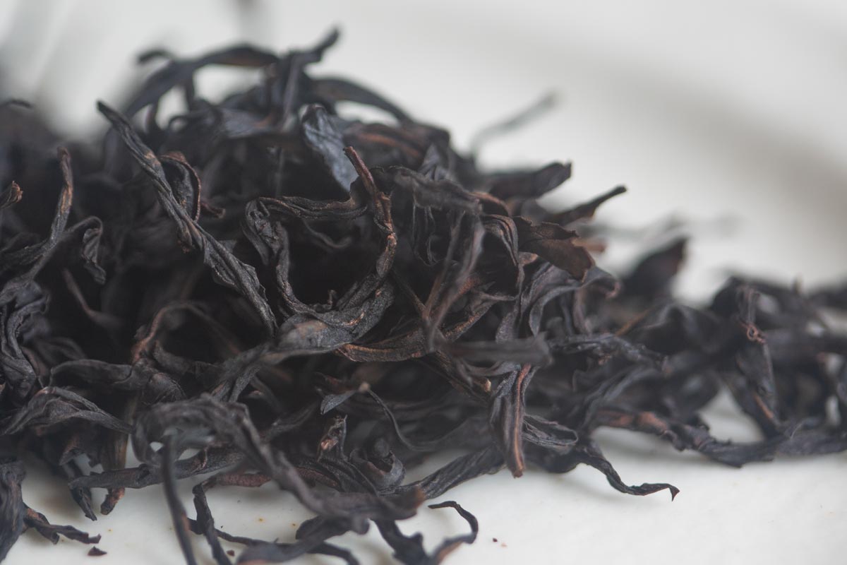 into the wild 2026 spring milan xiang dancong oolong 5 | BITTERLEAF TEAS