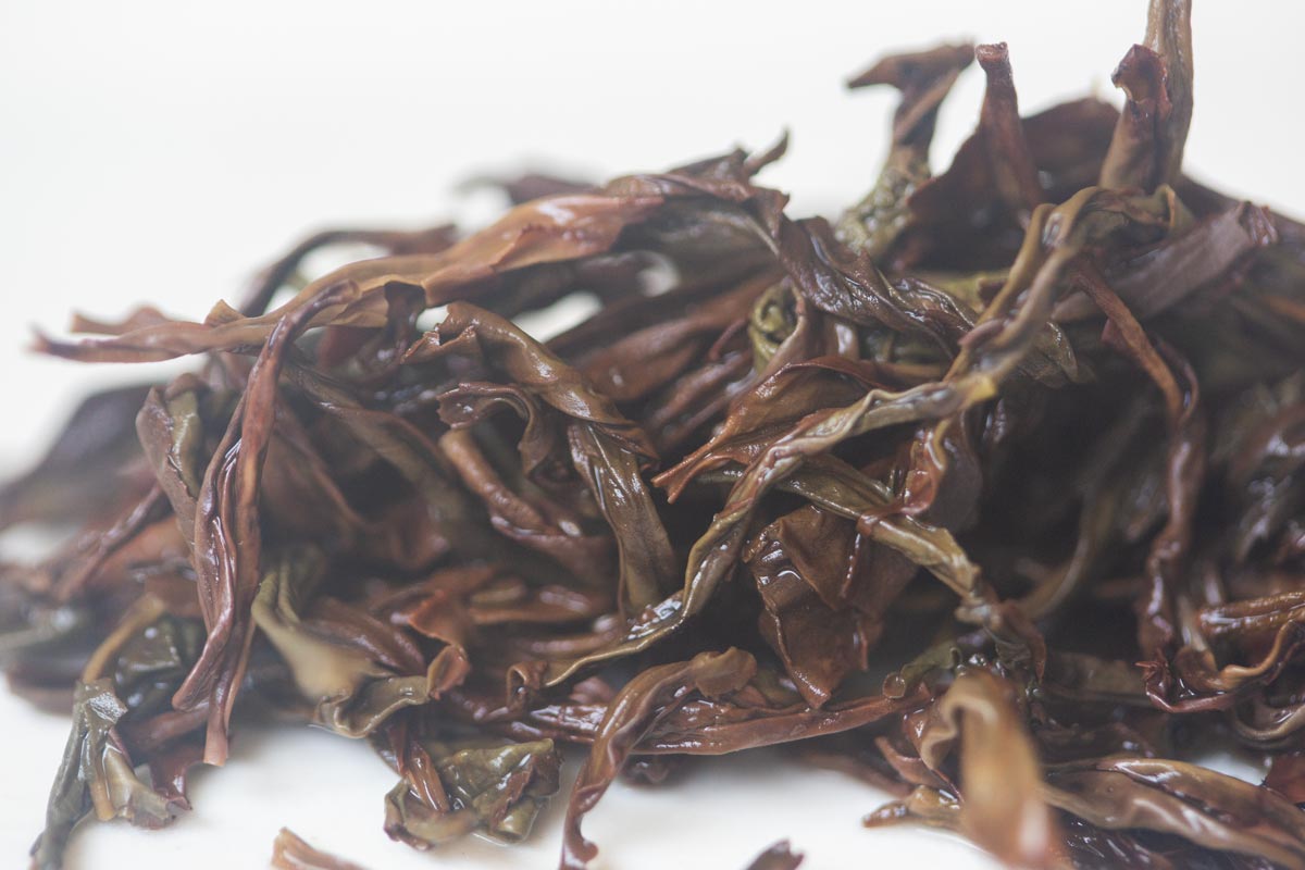 into the wild 2026 spring milan xiang dancong oolong 6 | BITTERLEAF TEAS
