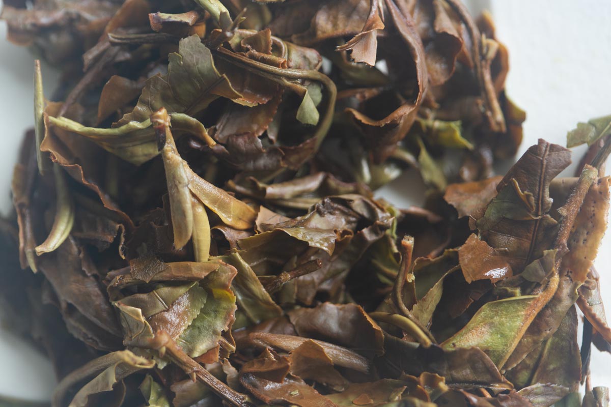 go big or go home 2026 spring raw puer huangpian 9 26 6 | BITTERLEAF TEAS
