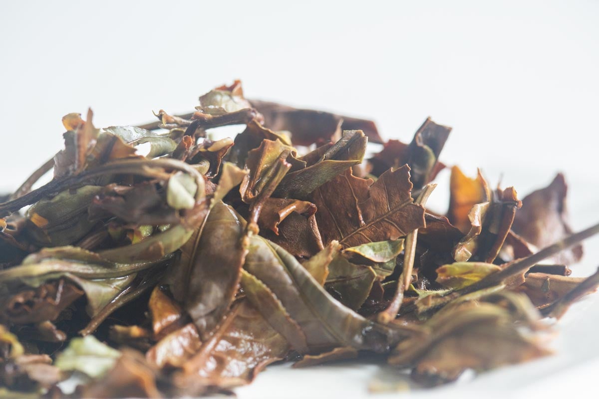 go big or go home 2026 spring raw puer huangpian 9 26 7 | BITTERLEAF TEAS