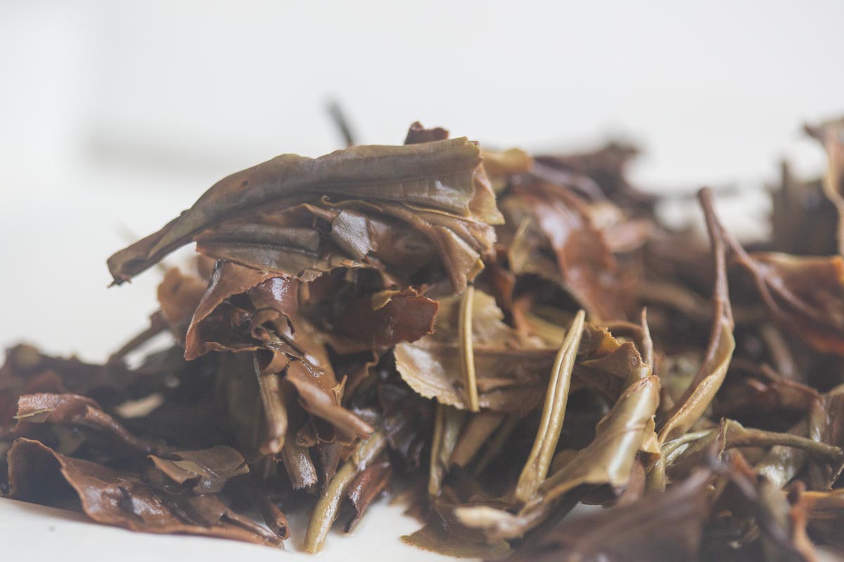 skinny dip 2026 spring ximeng organic white tea 9 26 10 | BITTERLEAF TEAS skinny dip 2026 spring ximeng organic white tea 9 26 10 | BITTERLEAF TEAS